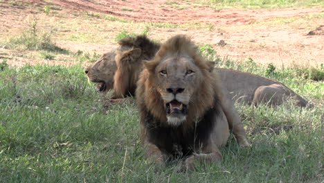 Wide-shot-of-two-male-lions-sitting,-panting-in-the-shade,-on-a-hot-day-in-South-Africa