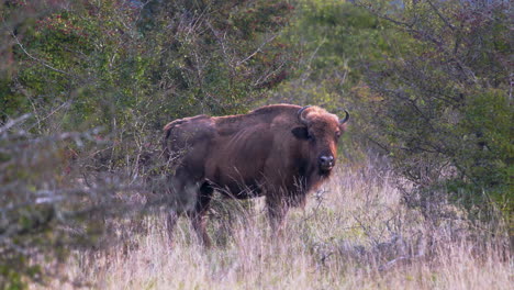 European-bison-standing-alone-in-a-bushy-steppe,-ruminating,-Czechia