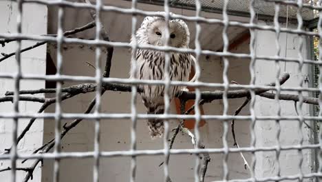 Schöne-Traurige-Weiße-Eule-In-Gefangenschaft-In-Einem-Vogelpark-In-Deutschland
