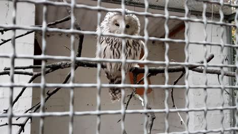 Hermosa-Lechuza-Blanca-Triste-En-Cautiverio-En-Un-Parque-De-Aves-En-Alemania