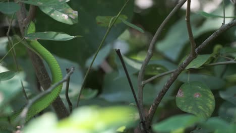 Peligrosa-Y-Venenosa-Serpiente-Víbora-Verde-Trepando-Ramas-De-árboles-En-Las-Selvas-De-Borneo-Tropical