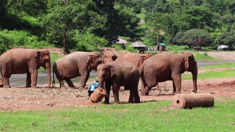 Elephants-standing-around-together-with-their-trainer-in-the-middle