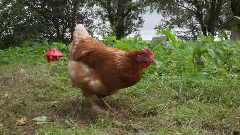 Free-range-hen-scratching-grass-and-eating-in-green-enclosure