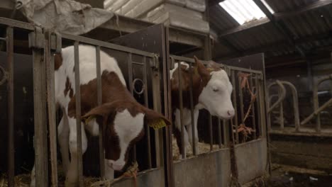 Vacas-Paradas-En-Pequeños-Cubículos