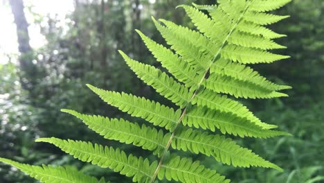 Nature-Broll-Ist-Mein-Persönlicher-Favorit