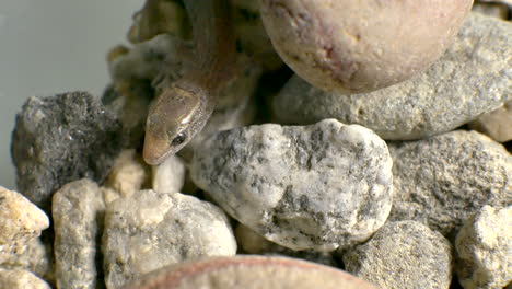 Close-up-of-a-tiny-wild-baby-lizard-crawling-around-and-then-burrowing-down-beneath-the-rocks-to-escape-from-danger