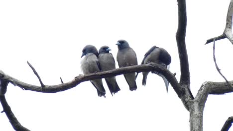 Dollar-Birds-Reinigt-Sich-Selbst