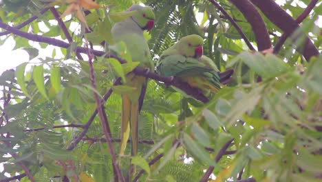 Schönes-Paar-Papageien,-Die-Auf-Einem-Baumast-Sitzen,-Papagei-Stockvideo