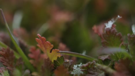 Makro-Nahaufnahme-Von-Kleinen-Grünen-Pflanzen,-Die-Im-Herbst-Leuchtend-Rot-Werden