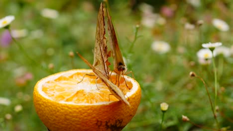 Three-Charaxes-varanes-butterflies-and-many-tiny-ants-feed-on-citrus-fruit-segment-in-urban-garden