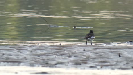 African-Pied-Wagtail-....-African-Pied-Wagtail-...