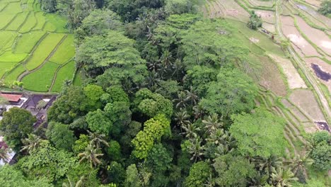 Waterfall-hidden-among-the-palm-trees-and-rice-paddies-on-Bali,-drone-tilt-down-reveal