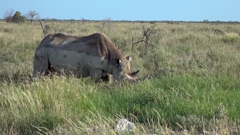 Medio-De-Un-Rinoceronte-Gris-Africano-Salvaje-Con-Un-Bebé,-Comiendo-Al-Lado-De-La-Carretera