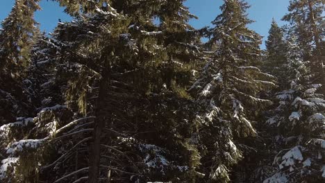 Evergreen-trees-in-a-line-covered-with-fresh-snow