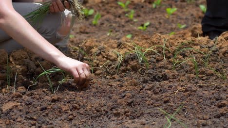 Mujer-Caucásica-Plantando-Plántulas-En-Un-Jardín-Con-Sus-Manos-Desnudas,-Cerca-De-Tiro-Estático