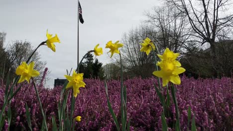 View-of-the-War-memorial-park-near-the-Tacoma-narrows-bridge,-green-lawn,-yellow-daffodils,-purple-ground-cover