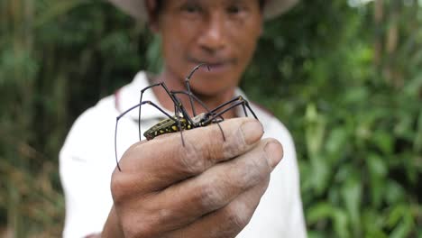 Hombre-Indonesio-Sosteniendo-Con-Las-Manos-Desnudas-Una-Enorme-Araña-Tejedora-Orbe-Hasta-La-Cámara-Mientras-Se-Arrastra-Entre-Sus-Dedos