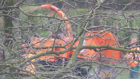 Council-tree-surgeons-wearing-hi-viz-safety-gear-chopping-tree-into-sections---putting-it-through-chipping-machine