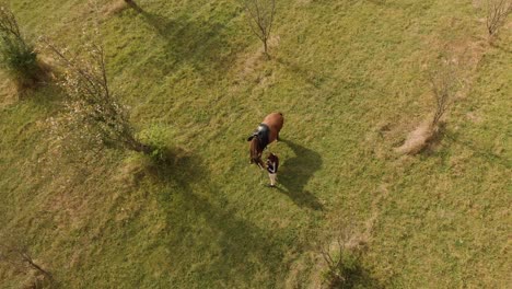Aerial-tracking-drone-shot-of-girl-and-horse-in-grass-field