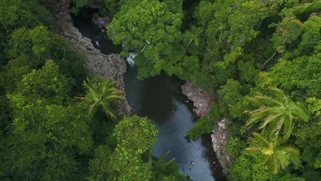 Aerial-view-of-a-rock-pool-in-a-jungle-style-forest-with-massive-ferns-and-palm-trees