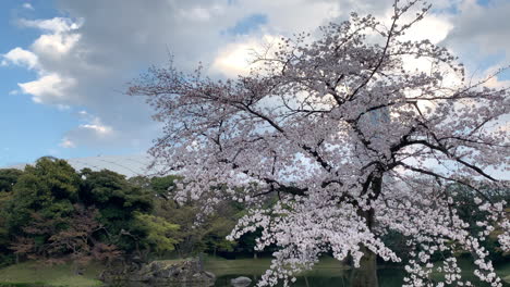 Filled-with-pink-Cherry-Blossoms-flowers-in-contrast-with-the-sky-at-the-Koishikawa-Botanical-Garden-lake