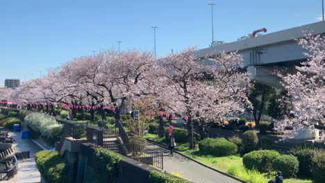 Der-Sumida-Parkfluss-Mit-Kirschblüten
