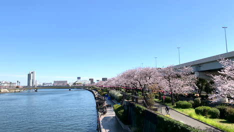 Hermosa-Vista-De-Un-Río-Sumida-Con-Flores-De-Cerezo-En-El-Parque-Sumida