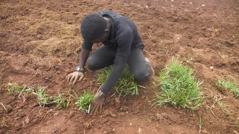 Afrikanische-Jugend,-Die-In-Uganda-Grasbüschel-In-Ordentlichen-Reihen-In-Den-Boden-Pflanzt