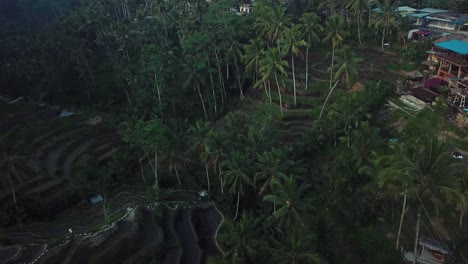 Panning-Up-drone-shot-of-the-Tegalalang-Rice-Terraces-in-Bali,-Indonesia