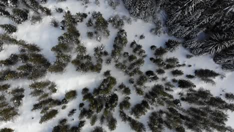 Drone-looking-down-over-snow-covered-pine-trees,-slowly-lowering-towards-them