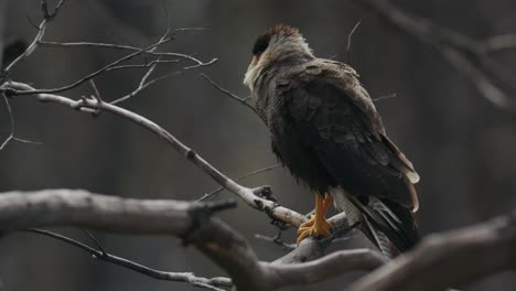 Caracara-perched-in-tree-in-Chile,-South-America