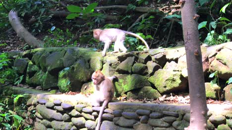 Baby-monkeys-jumping-and-running-around-in-the-Monkey-Forest-in-Ubud,-Bali,-Indonesia