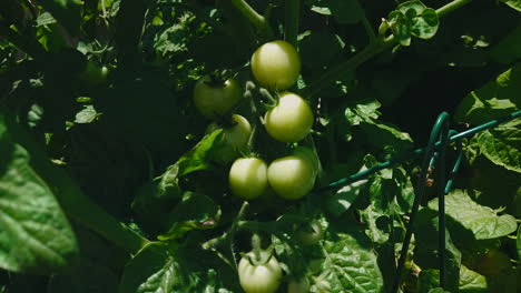 Eine-Gruppe-Junger-Tomaten,-Die-In-Einem-Bio-Garten-Im-Hinterhof-Reifen