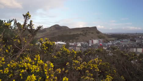 Revealing-shot-of-city-of-Edinburgh-and-Holyrood-part-and-Arthur's-seat-in-the-background-and-gorse,ulex-bush-in-the-foreground-on-a-wonderful-sunset-light-in-Scotland