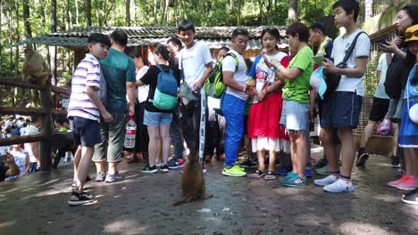 Zhangjiajie,-China---Agosto-De-2019:-Multitud-De-Turistas-Chinos-Arrojando-Trozos-De-Fruta-A-Un-Pequeño-Mono-Salvaje,-Bosque-De-Monos-De-Galería-De-Diez-Millas,-Parque-Nacional-De-Zhangjiajie