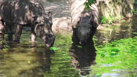 Rinoceronte-Comiendo-Lechuga,-Que-Está-Flotando-En-El-Agua-Después-De-Ser-Arrojada-Por-Un-Cuidador-En-Diergaarde-Blijdorp-Rotterdam