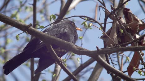 Slow-motion-medium-close-low-shot-of-a-young-Blackbird,-sitting-on-a-branch-which-is-moving-in-the-wind