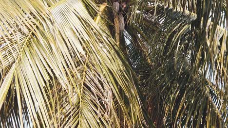 Unteransicht-Der-Kokospalme