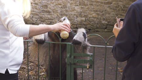 Riesenameisenbär-Streckt-Lange-Zunge-Bis-Zum-Boden-Einer-Flasche-Aus,-Um-Termiten-Während-Des-Hochzeitserlebnisses-In-Einem-Zoo-Zu-Essen