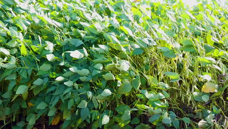 Winds-swaying-beautiful-green-soy-plantation,-slow-motion