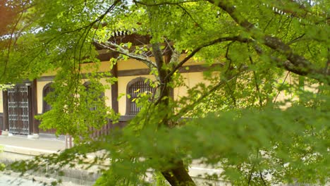 Beautiful-green-momiji-leaves-with-a-temple-in-the-background-in-the-background-in-Kyoto,-Japan-soft-lighting-4K