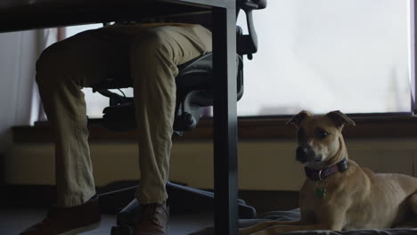 An-african-american-man-brings-his-dog-to-work-at-his-high-tech-job