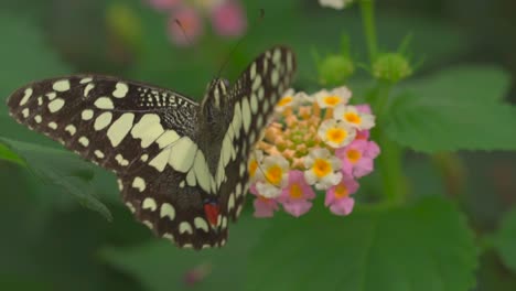 Macro-shot-of-butterfly-in-black-and-white-color-sitting-on-blooming-flower-looking-for-nectar