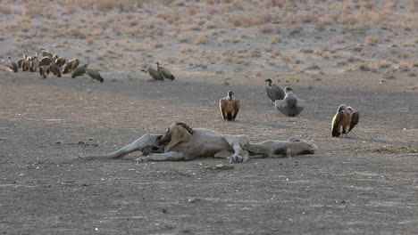 A-Jackal-scavenges-inside-an-Eland-carcass-while-vultures-wait-nearby
