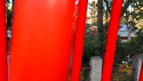 Vista-Interesante-De-La-Puerta-Torii-Roja-En-El-Parque-Del-Santuario-Nezu-En-La-Ciudad-De-Tokio-Japón,-4k-Caminando-A-La-Derecha