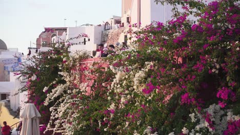 Nahaufnahme-Von-Bunten-Blumen-Zu-Einer-Breiten-Aufnahme-Eines-Küstendorfes-Auf-Santorini,-Griechenland