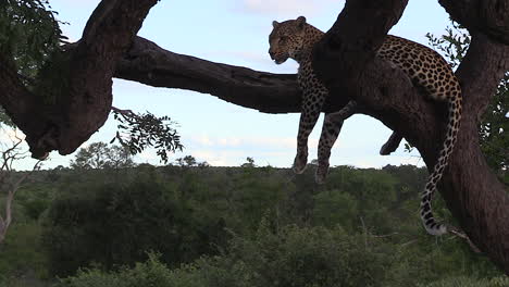 A-female-leopard-sleeps-in-a-tree-with-her-legs-and-tail-dangling-in-the-air-in-The-Greater-Kruger-National-Park,-South-Africa