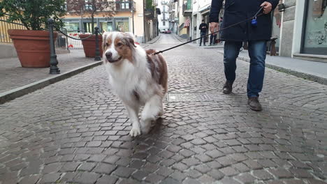 Low-angle-view-of-dog-walking-with-leash-and-owner-in-city-street