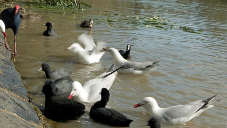 Verschiedene-Australische-Wasservögel-Ernähren-Sich-Von-Haferflocken-In-Einem-See