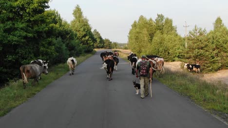 Luftbild-Des-Mannes,-Der-Bei-Sonnenuntergang-Vieh-Auf-Einer-Landstraße-Mit-Hütehund-Hütet